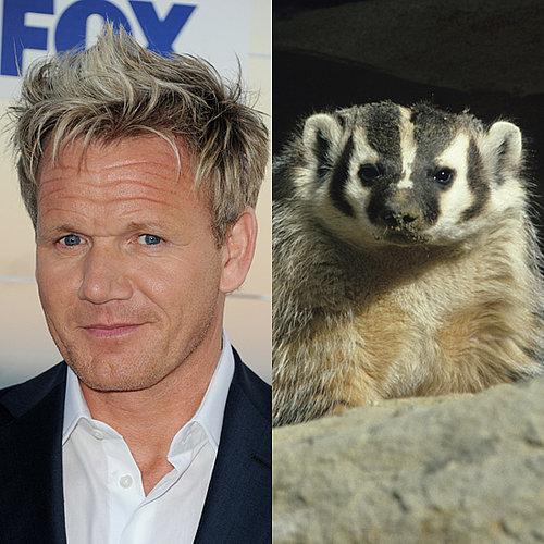 Gordon Ramsay's Porn Dwarf Twin Eaten by Badger
