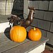 growing pumpkins