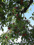 Masker Orchards