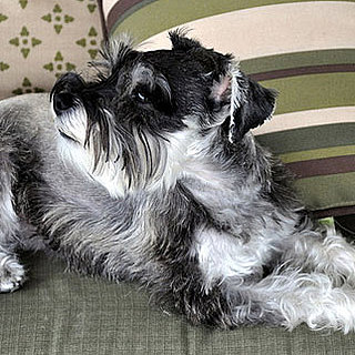 Miniature Schnauzer Trivia