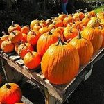 Where to Find Pumpkin Patches NYC