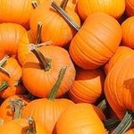Pumpkin Patches in Chicago