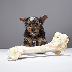 Pet Weight Loss Pet Weight Loss
