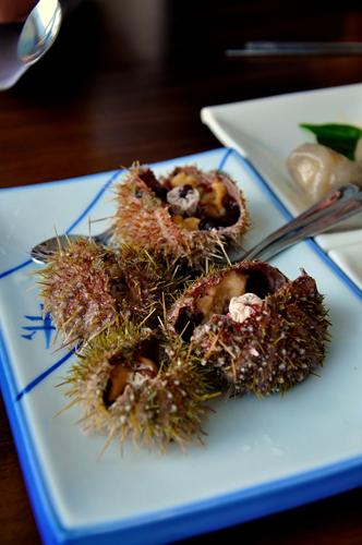 Sea Urchin Sea Urchin
