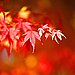 Enjoy Fall in Frugal Ways