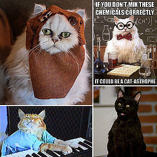 National Cat Day Geek Pictures