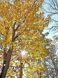 Fall foliage