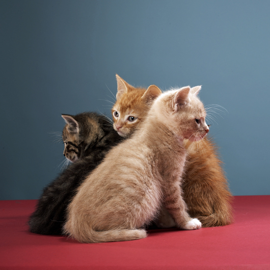 Here Kitty Kitty: 5 Pick-Up Tips For Scratchless Snuggles Here Kitty Kitty: 5 Pick-Up Tips For Scratchless Snuggles