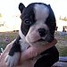 Our Gracie