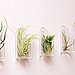 Medium Air Plant and Glass Vase // Wedding Favor by PetitBeast