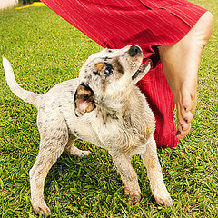 Things Dogs Shouldn't Eat