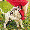 Things Dogs Shouldn't Eat