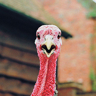Brining Turkeys