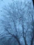 spider webs on a foggy London morning