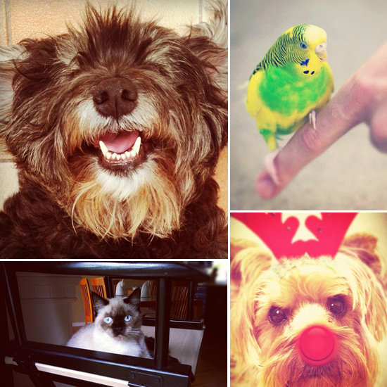 Pet Photography on Instagram Pet Photography on Instagram