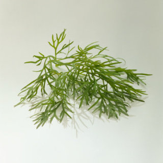 What to Do With Leftover Dill