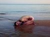 2012 Pirelli Calendar by Mario Sorrenti [Pictures]
