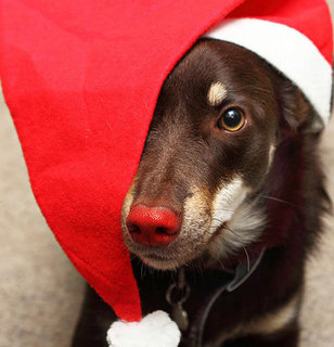 Cute Dogs in Santa Hats Pictures