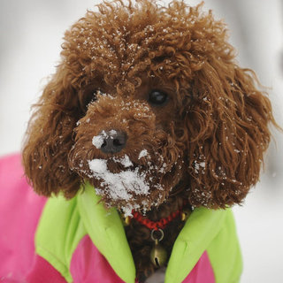 Photos of Cute Dogs Wearing Puffy Coats