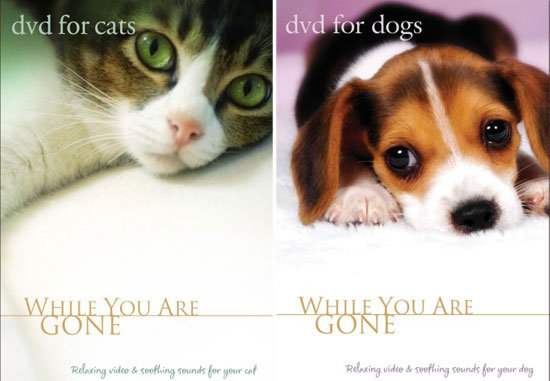 While You Are Gone DVD ($13 each)