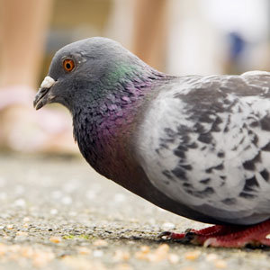 Pigeons Learn Math in Experiments