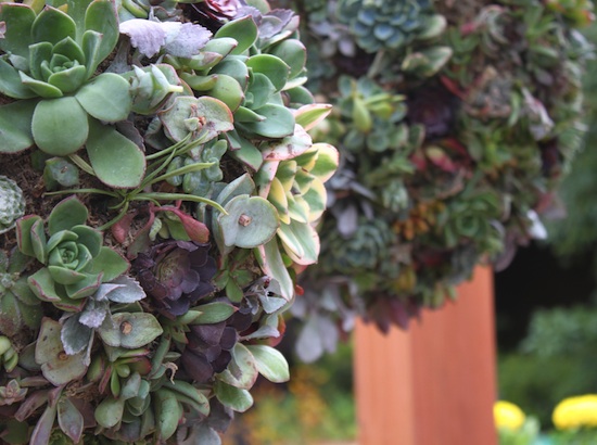 I love that succulent orbs can be used long after a wedding or party is over.
I love that succulent orbs can be used long after a wedding or party is over.