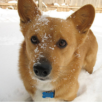 Cold Weather Pet Care Tips
