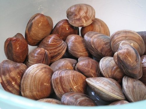 Clam Chowder Clam Chowder