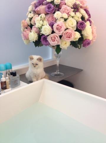 Karl Lagerfeld's Pet Kitten, Miranda Kerr for Qantas, Golden Globes 2012 Accessories: Fashion News January 17 2012