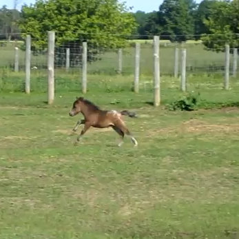 Baby Miniature Horse Frolicking (Video)