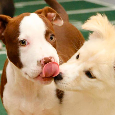 2012 Puppy Bowl VIII Best Pictures