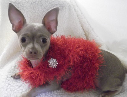 Is your pup a drama queen? Channel her inner Joan Collins with this fuzzy boa harness.
Is your pup a drama queen? Channel her inner Joan Collins with this fuzzy boa harness.