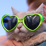 Find Out How Your Cat Could Win You $1,000! Find Out How Your Cat Could Win You $1,000!