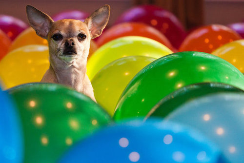 Did someone say birthday party?
Source: Flickr user wsilver
Did someone say birthday party?
Source: Flickr user wsilver