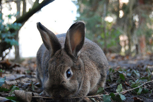 What I'm doing out in these woods is no-bunny's business.
Source: Flickr user Robobobobo
What I'm doing out in these woods is no-bunny's business.
Source: Flickr user Robobobobo