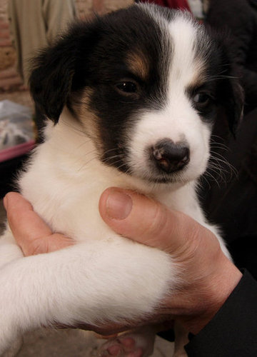 Eh, I'll indulge them with the cuddles, despite my tough-guy appearance.
Source: Flickr user Maxpax
Eh, I'll indulge them with the cuddles, despite my tough-guy appearance.
Source: Flickr user Maxpax