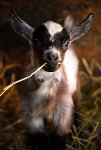 You may scoff, but this snack ain't half baaaaaaaad.
Source: Flickr user tintedglass
You may scoff, but this snack ain't half baaaaaaaad.
Source: Flickr user tintedglass