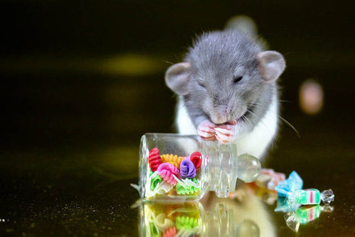 Mice are nice, but candy is dandy.
Source: Flickr user La Tarte au Citron
Mice are nice, but candy is dandy.
Source: Flickr user La Tarte au Citron