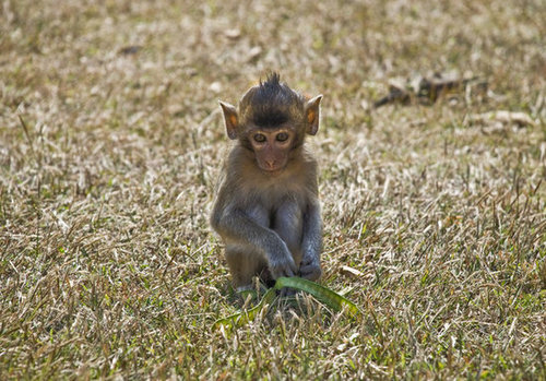 I know, I know: no monkey business allowed.
Source: Flickr user Dane Low
I know, I know: no monkey business allowed.
Source: Flickr user Dane Low