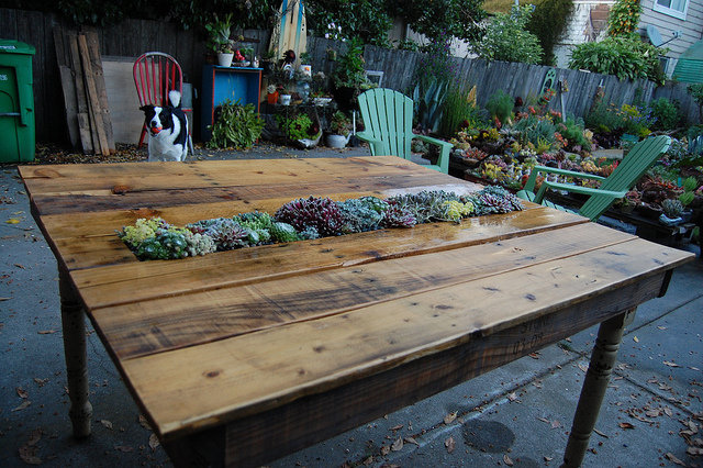 No need to arrange floral centerpieces when you have a perennial succulent garden in the middle of your table!
Source: Far Out Flora
No need to arrange floral centerpieces when you have a perennial succulent garden in the middle of your table!
Source: Far Out Flora