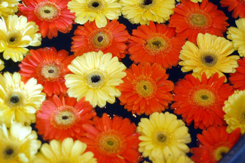 Flowers Flowers