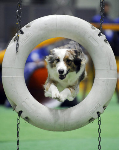 Play Organized Doggie Sports Play Organized Doggie Sports