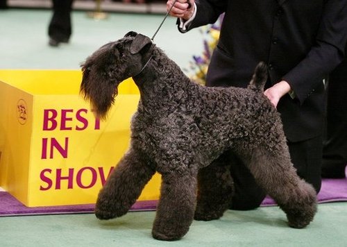 Kerry Blue Terrier Kerry Blue Terrier