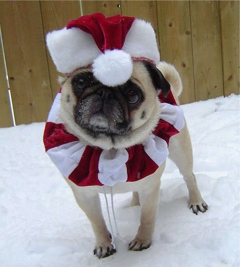 Pug Elf