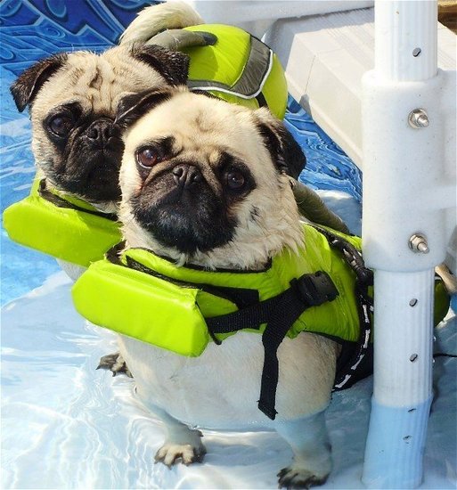 Pool Pugs