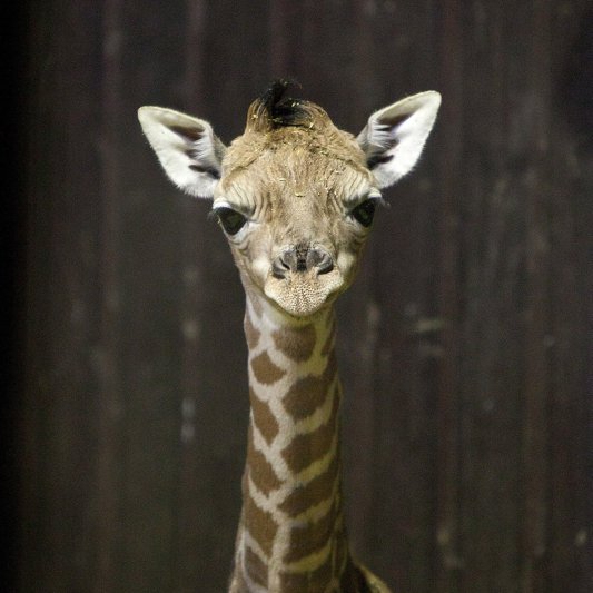 Photos of Newborn Baby Giraffe at Zoo Aquarium of Madrid Photos of Newborn Baby Giraffe at Zoo Aquarium of Madrid