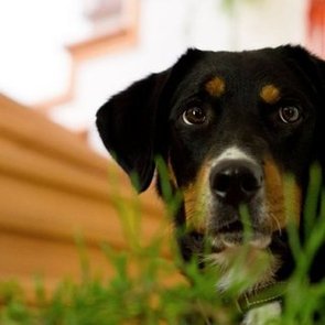 Seasonal Allergy Symptoms in Pets