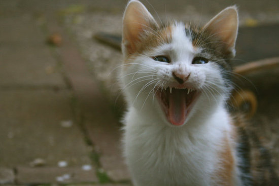 A Cat Meowing