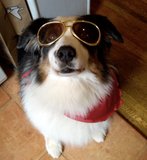 Sasha the awesome aussie!