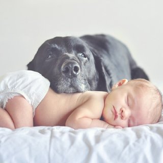 Introducing Dog and New Baby